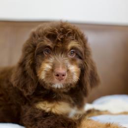 Raspberry - Phantom female Bernedoodle puppy in Queen Creek, Arizona from Dulcito Doodles