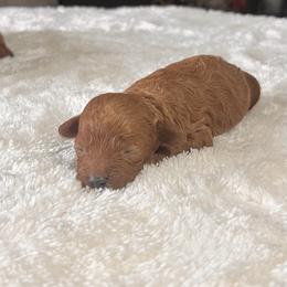 Subway - Red male Cavapoo puppy in Kirksville, Missouri from Show Me Poodles Doodles and Cavaliers
