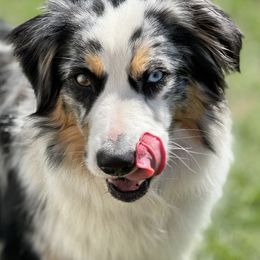 Miniature Australian Shepherd Puppies from Northern Aussies