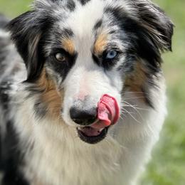 Miniature Australian Shepherd Puppies from Northern Aussies