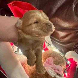 Jack-Jack - Brown male Maltipoo puppy in West Jordan, Utah from Mid Sized Maltipoos and More LLC