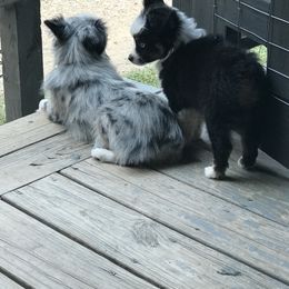 Toy Australian Shepherd All Grown Up from The Ranch of the Sun Toy Aussies