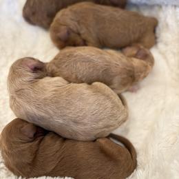 Goldendoodle puppies from Table Rock Legacy Doodles