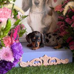 Trisha - Dapple female Dachshund puppy in Wills Point, Texas from Duck Creek Farm