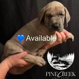 Lance - Great Dane puppy from Pine Creek Great Danes