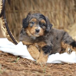 Aussiedoodle and Poodle Puppies from Cedar Wood Farms