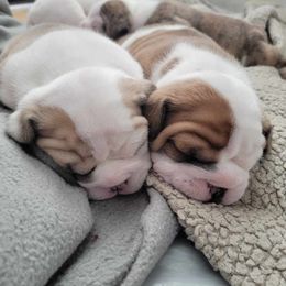 Bulldogs from Maisano's English Bulldogs