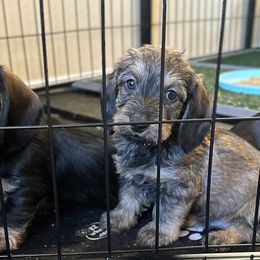 Blue collar Boy - Dachshund puppy from HighStyle Dachshunds