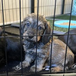 Blue collar Boy - Dachshund puppy from HighStyle Dachshunds