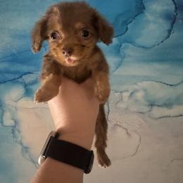 Slinky - Chocolate and tan male Dachshund puppy in Guthrie, Oklahoma from Kingdom Mini Dashchunds