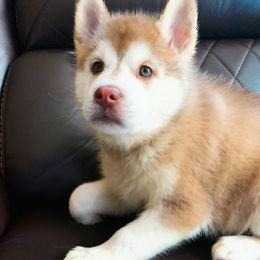 Siberian Husky Puppies from Betty's Huskies