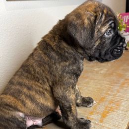 Hippo - Blue collar - Chestnut brindle male Cane Corso puppy in St. Augustine, Florida from RG2 Cane Corsos