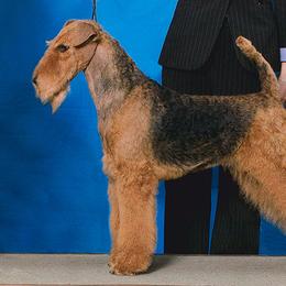 Adele - Airedale Terrier