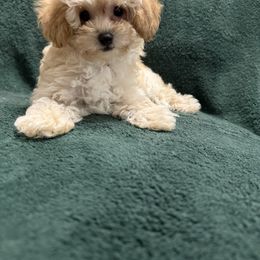 Girl 4 - Cream female Poodle puppy in Auburn, Georgia from Southern Poodles