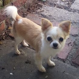 Chihuahuas from Rambling Starz Kennels