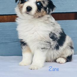 Australian Shepherd Puppies from Spectacular Aussies