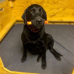 Kya - Dilute Retriever