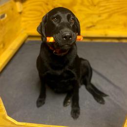 Kya - Dilute Retriever