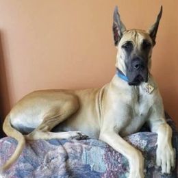 Great Danes from Toni Walters