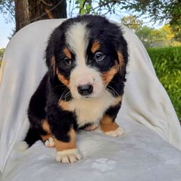 Lt. Blue Male - Black rust and white male Bernese Mountain Dog puppy in Greenwood, Delaware from A&A Greenwood Puppies