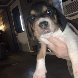 Beagle Puppies from C.R.P. Kennels