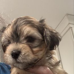 Boy 2 - Red brindle male Havanese puppy in Walpole, Massachusetts from Golden Glen Havanese