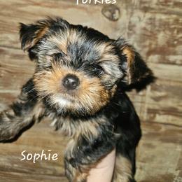 Sophie - Black and tan female Yorkshire Terrier puppy in West Plains, Missouri from Brinkley Yorkies