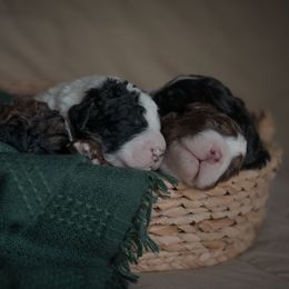 Bernedoodle Puppies from Joy's Dood Ranch