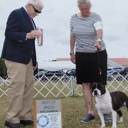 Staffordshire Bull Terrier All Grown Up from Coalminer's Kennel