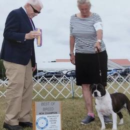 Staffordshire Bull Terrier All Grown Up from Coalminer's Kennel