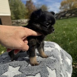 Ember - Black female Chihuahua puppy in Dayton, Ohio from Petite Pups