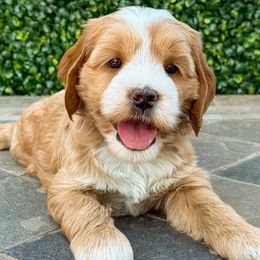 Garret - Buff and white male Cockapoo puppy in Roseville, California from Darby Park Doodles