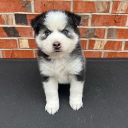 Peach - Black and white female Pomsky puppy in Henderson, Kentucky from Paris Pomskies
