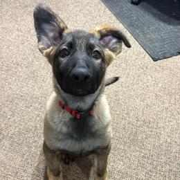 Me.Red - Sable male German Shepherd puppy in Berlin, Wisconsin from Gypsy Miracle Kennels
