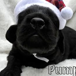 Goldendoodle Puppies from Lena’s “Baby Beans” and “Christmas Cookies”