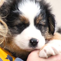 Meet Jet  very playful boy - Black tri-color male Australian Shepherd puppy in Cookeville, Tennessee from Spring Creek Aussies
