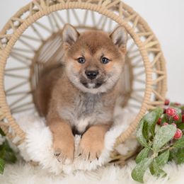 Maki ❤️ Red Girl - Red female Shiba Inu puppy in Neosho, Missouri from Sunny Terrace Shibas