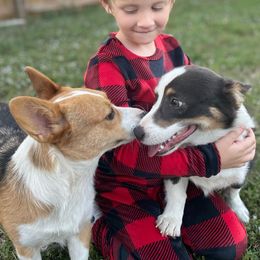 American Corgi All Grown Up from Constellation Corgi