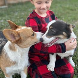 American Corgi All Grown Up from Constellation Corgi