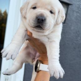 Purple - Yellow female Labrador Retriever puppy in Orangevale, California from NorCal Silver & Coal Labradors
