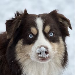Boy 3 - Red tri-color male Australian Shepherd puppy in Rockford, Illinois from Andover Aussies