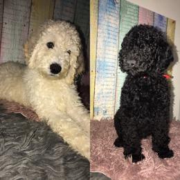 Goldendoodle Puppies from Zeusthemoosedoodles