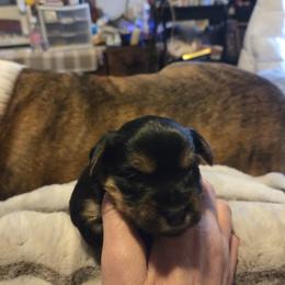 Ju Ju - Black and tan male Yorkshire Terrier puppy in Toledo, Ohio from Yorkie / Chorkie  love