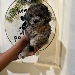 Bernedoodle, Cavapoo, and Cockapoo Puppies from Doodley doodles