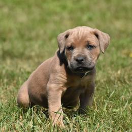 Cane Corso Puppies from Willow Creek Cane Corsos