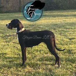 Empress - Great Dane