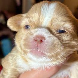 CKC Charlie - Cream and white male Shih Tzu puppy in Skipperville, Alabama from Nay Nay’s Babies