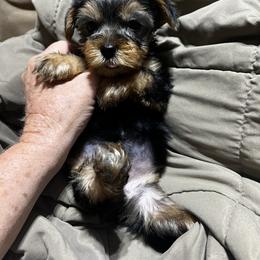 Pomeranian and Yorkshire Terrier Puppies from Coulter Creek Kennels