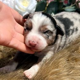 Paisley - Blue merle female Miniature Australian Shepherd puppy in Chelsea, Oklahoma from Elite Puppies of Oklahoma, LLC