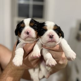 River - Tri-color male Cavalier King Charles Spaniel puppy in Comer, Georgia from Stratton Spaniels
